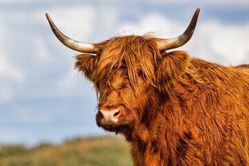 Closeup shot of a fluffy highland cattle on a lush field