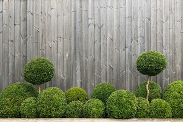 Rustic wooden plank background with a distressed finish and green round shrubs in front of it
