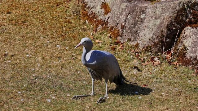 The Blue Crane, Grus paradisea, is an endangered bird specie endemic to Southern Africa. It is the national bird of South Africa