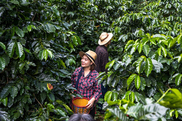 Young tea gardener woman picking cherry coffee in tea plantations, agriculture concept