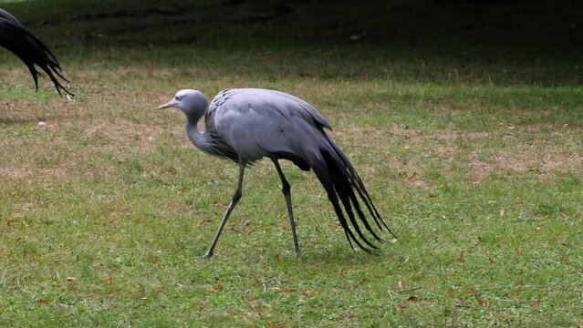 The Blue Crane, Grus paradisea, is an endangered bird specie endemic to Southern Africa. It is the national bird of South Africa