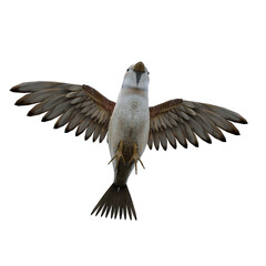 sparrow birld on white background