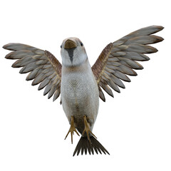 sparrow birld on white background