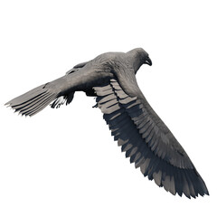 Crows on transparent background