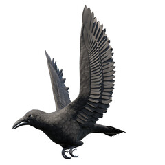 Crows on transparent background