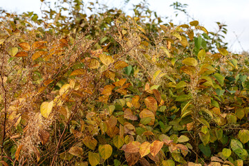 Bezaubernde Herbstfarbe des Staudenknöteriches