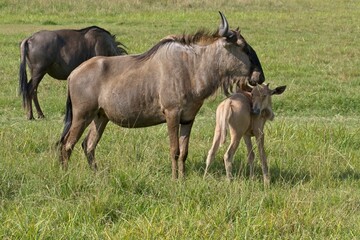 Obraz na płótnie Canvas Female golden wildebeest with her calf