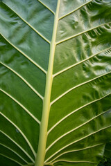 Green Alocasia or Elephant ear leaves Pattern Texture background