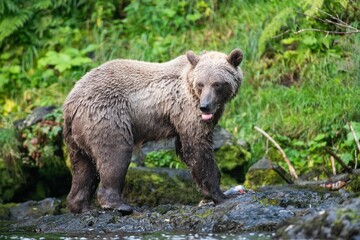 Brown bear fishing for salmon on the Russian River in Alaska