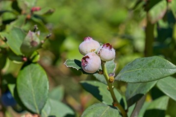 Blueberries ripening on bush