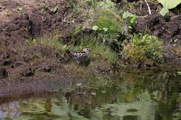 Latham's snipe (Gallinago hardwickii) Hokkaido Japan