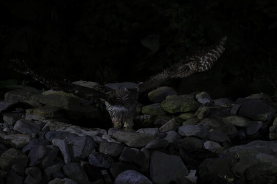 Blakiston's fish owl (Ketupa blakistoni) fishing at night Hokkaido Japan