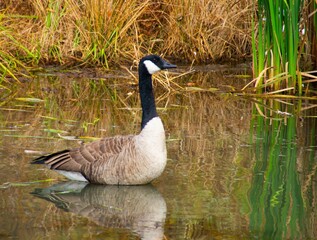 Obraz premium a goose is wading in the water in a marsh
