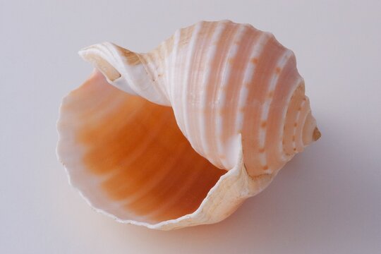 White seashell atop a white background