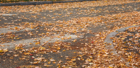 Vibrant fall leaves carpeting the forest floor with sunlight filtering through trees in an autumnal scene