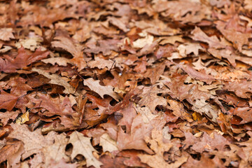 Vibrant fall leaves carpeting the forest floor with sunlight filtering through trees in an autumnal scene