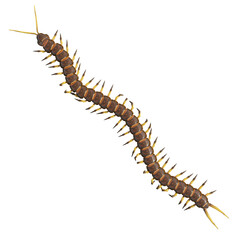 centipedes on white background
