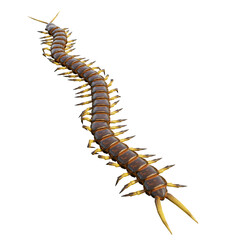 centipedes on white background