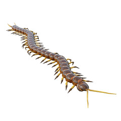 centipedes on white background
