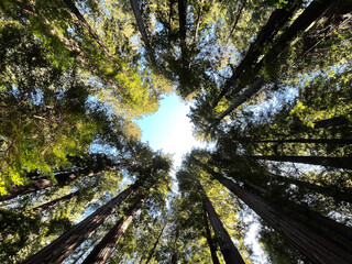 Upward view in the middle of the Redwood Forest