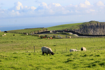 Fototapeta premium Cliff of Moher