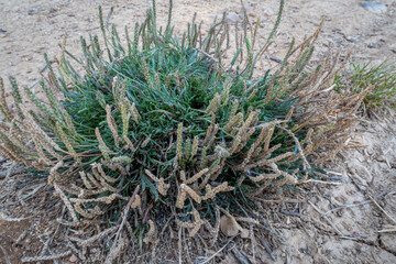 Plantago coronopus. Buck's-horn plantain. Star grass on arid soil.