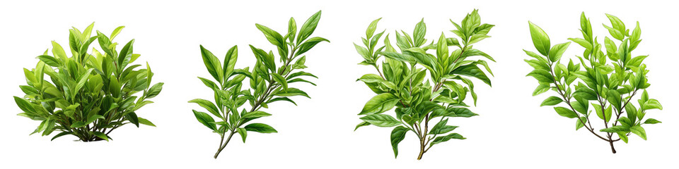 green tea leaves Hyperrealistic Highly Detailed Isolated On Transparent Background Png File