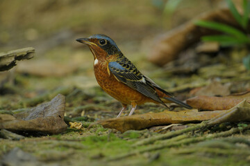 White-throated Rockthrush bird in forest