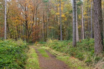 Obraz premium path in autumn forest