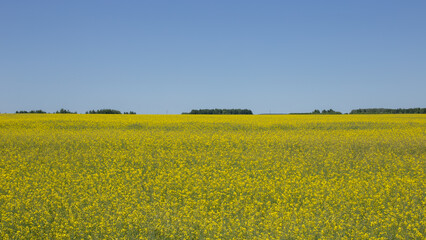 Rapeseed field in spring, yellow flowers under a clear and blue sky