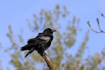 Common raven (Corvus corax)  Baden Wuerttemberg Germany