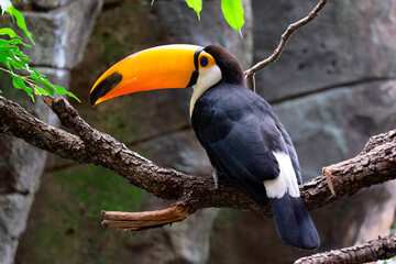 Fototapeta premium Horizontal banner with a beautiful colorful toucan bird (Ramphastidae) on a branch in a rainforest. A toucan bird and leaves of tropical plants on blurred background. Copy space for text