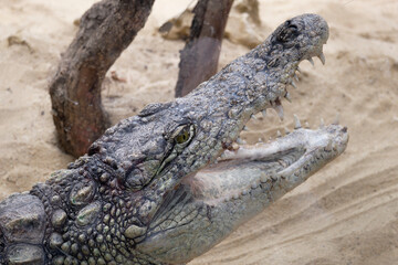 Crocodylidae. A big and dangerous crocodile looking at you above the sand of a zoo reptile. He shows his teeth with his huge open mouth.