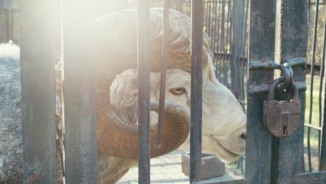 Altai argali or Ovis ammon ammon is behind fence. Head of largest sheep in world with heaviest round horns in zoo. Muzzle of cloven-hoofed mammal looks, smells, listens. Side view