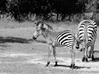 Fototapeta na wymiar a number of zebras walking on a field near each other