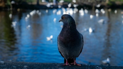 Pigeon perched on a ledge overlooking a tranquil body of water
