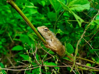 Obraz premium Close-up of an oriental garden lizard on a thin branch of a tree
