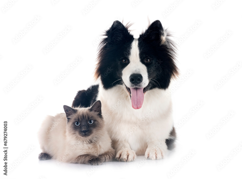 Poster young Yakutian Laika and siamese cat