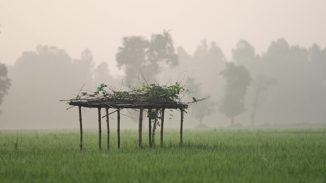 Foggy winter morning video of rural Bangladesh with ambient sound. Serene and picturesque footage for use in videos about nature, travel, and rural life. Biking, cycling, hiking, travel, vacation