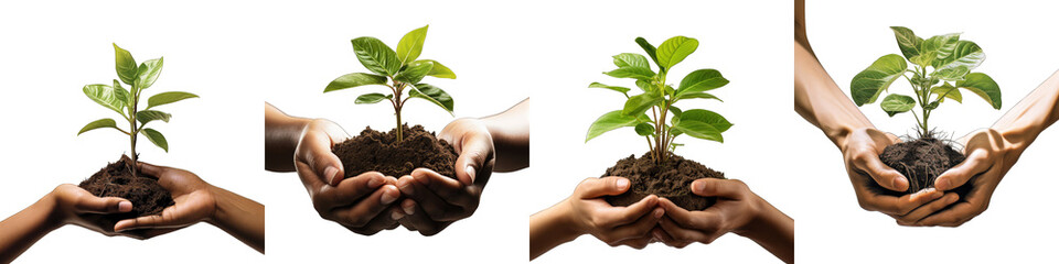 Hands holding young plant sprout Hyperrealistic Highly Detailed Isolated On Transparent Background Png File