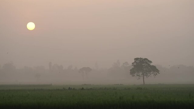 Foggy winter morning video of rural Bangladesh with ambient sound. Serene and picturesque footage for use in videos about nature, travel, and rural life. Biking, cycling, hiking, travel, vacation