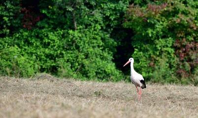 The white stork goes through and hunts food on the meadow in the summer