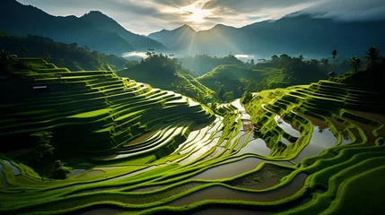 Poster beautiful rice field terrace in Indonesia, © Altair Studio