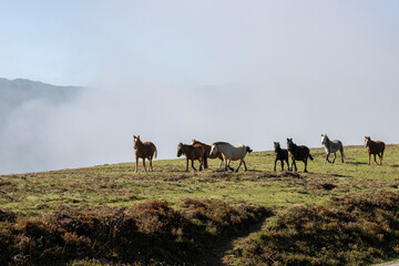 Obraz premium horses in freedom in the Asturian mountains