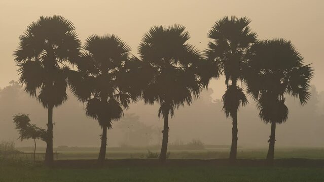 A group of palm trees on the side of a village path. Foggy winter morning video of rural Bangladesh with ambient sound. Footage for use in videos about nature, travel, and rural life.