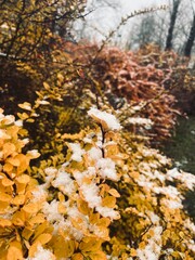 yellow leaves bush covered by the snow, tender snow on the bush