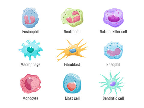Cells lymphocyte. Immune system human anatomy, blood cell or leukocytes nk fibroblast macrophage Eosinophil Neutrophil Basophil and Dendritic, cartoon set exact png illustration