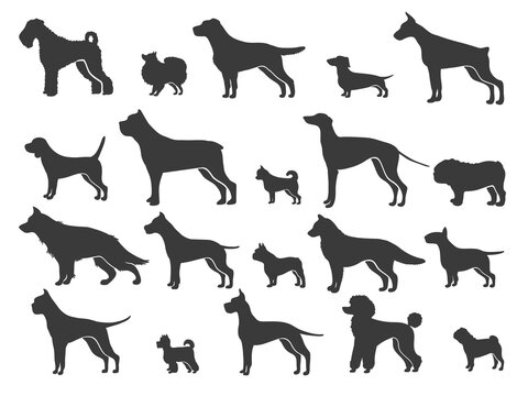 Pointer dog silhouette. Black dogs sizes and breeds, animals silhouettes, canine companion, small puppy size, retriever labrador shepherd dachshund pug, set isolated png icon