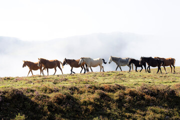 Fototapeta premium horses in freedom in the Asturian mountains