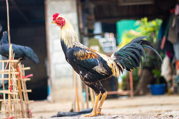 The rooster walks in the hen-house on a summer day. male Thai fighting cock in Thailand